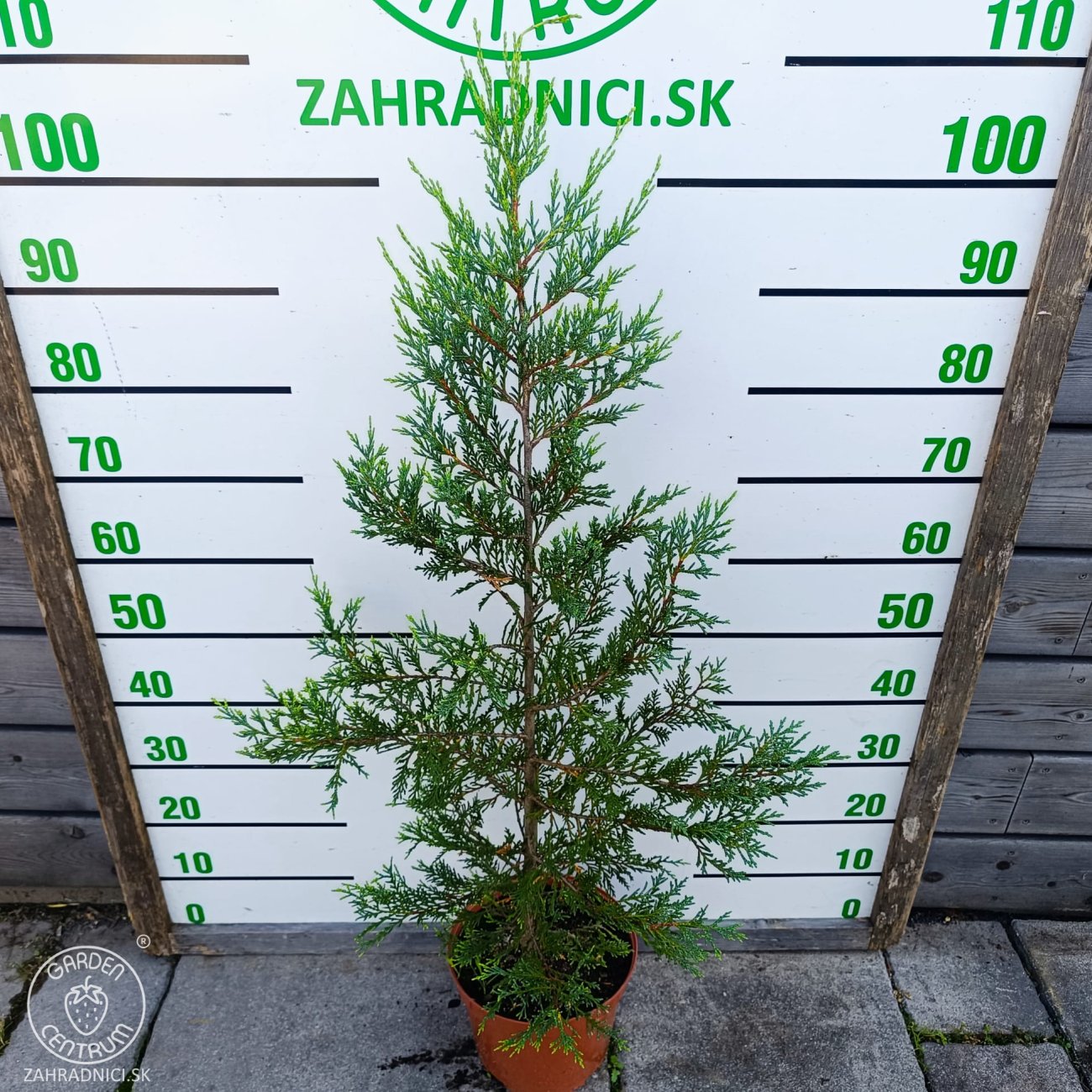 Obrázok Cyprusovec leylandský (Cupressocyparis leylandii) ´CASTLEWELLAN GOLD´ - výška 70-90 cm, kont. C5L